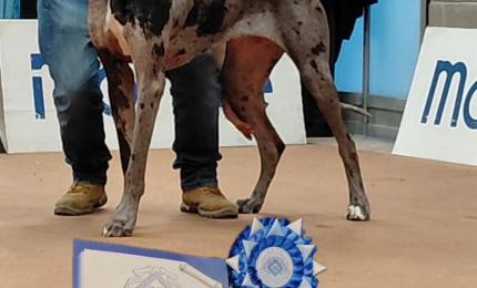 Del Cumbulteria Dog