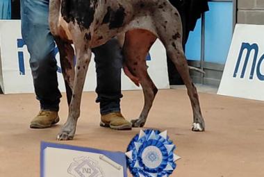 Del Cumbulteria Dog