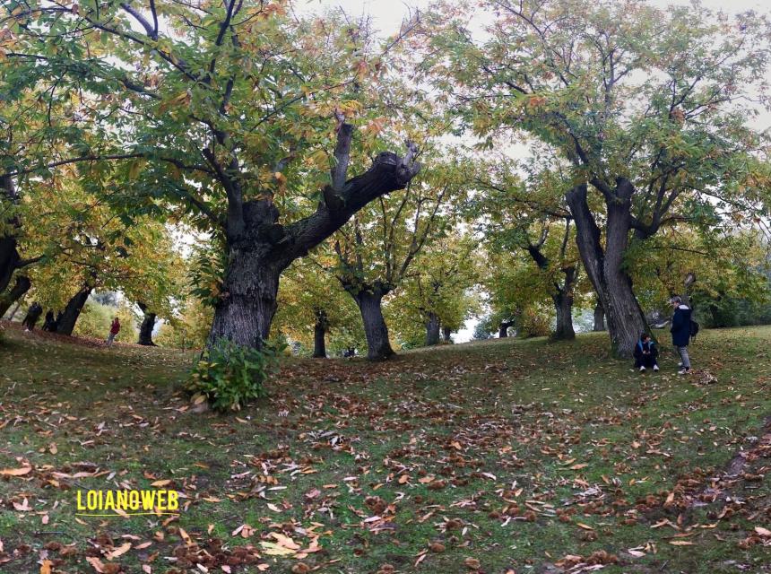 Un castagneto