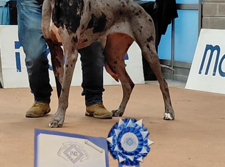 Del Cumbulteria Dog